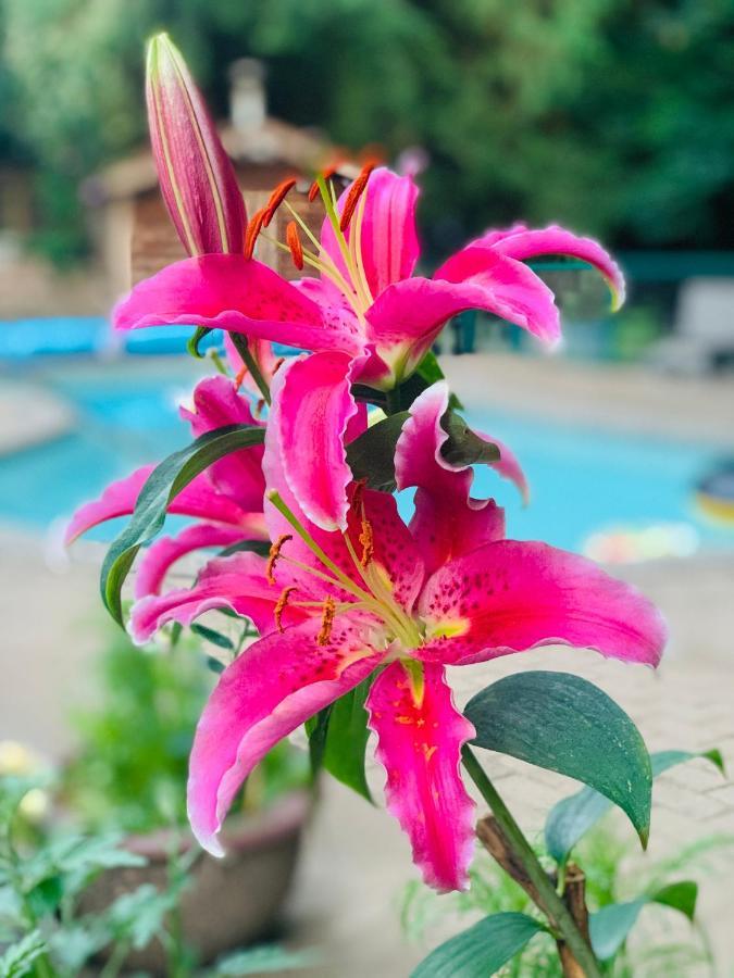 Resort Style Home Living เดลต้า ภายนอก รูปภาพ